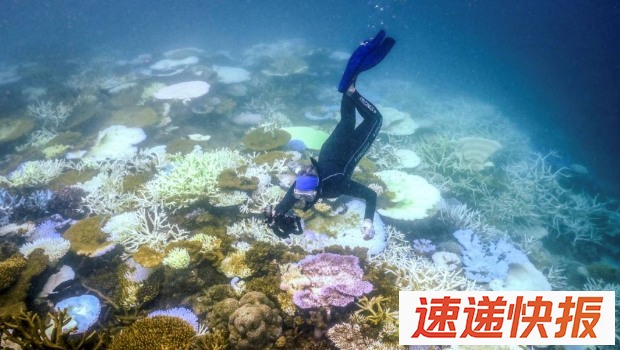 澳洲大堡礁大批珊瑚白化死亡