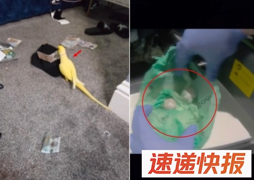 鹦鹉