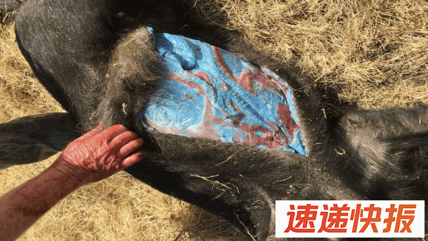 野猪