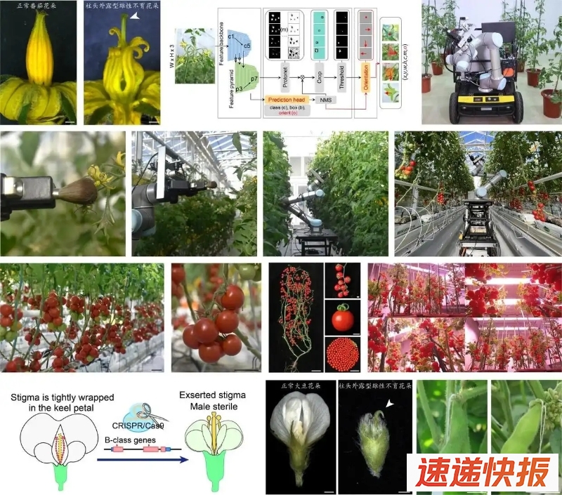 番茄和大豆柱头外露型雄性不育系创制与智能机器人育种