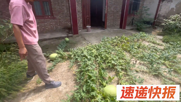江苏男子疑随地吐籽，离家三个月惊见家中前庭长满西瓜。