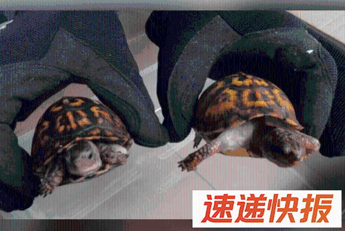 海龟2