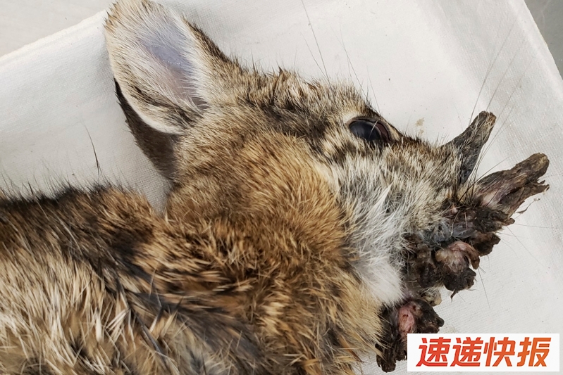 美惊见“长角僵尸兔”